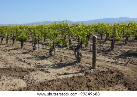 A California vineyard in spring is nestled in the Sierra Nevada foothills