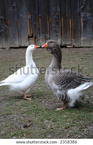Two different geese, one white and one grey.