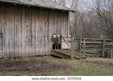 Two Goats peering out of a barn door
