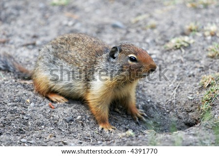 A columbia ground squirrel looks up before entering burrow
