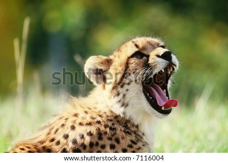 Cheetah with mouth open in the sun
