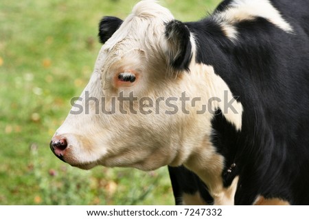 Dairy cow profile from the side of the head