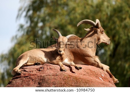 Two antelope, one mature and one immature, are resting on top of a red stone