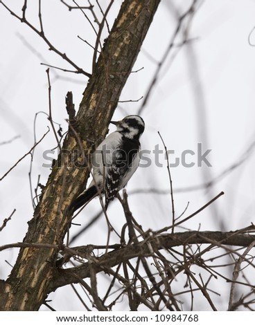 Woodpecker native to southern Ontario, Canada
