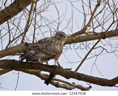 Rough-legged hawk perched on a branch eating prey (smaller bird)