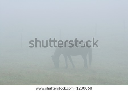 A horse in a field, covered by a thick fog.