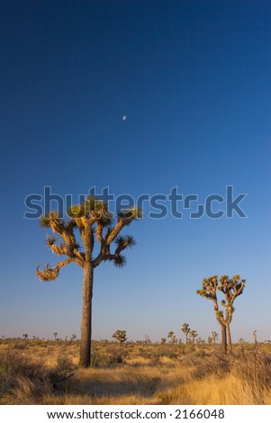 Moon over the Joshua Trees of Joshua Tree National Park, which lies in the Mojave Desert of Southern California.