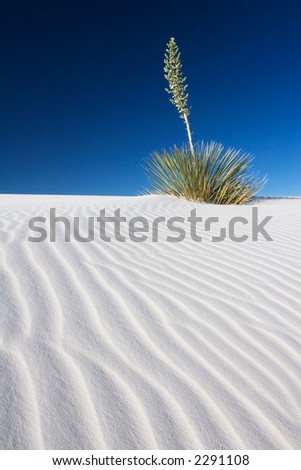A Yucca plant on a sand dune - White Sands National Monument, New Mexico, USA.