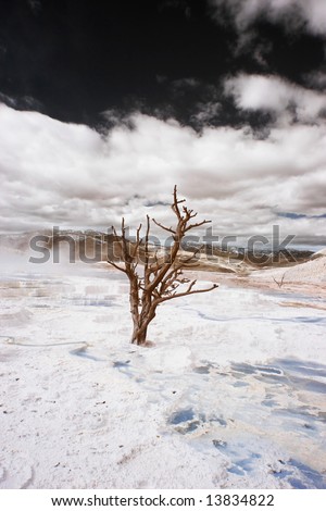 A lone tree in the Canary Spring Terraces of Yellowstone National Park, Wyoming - false-color infrared.