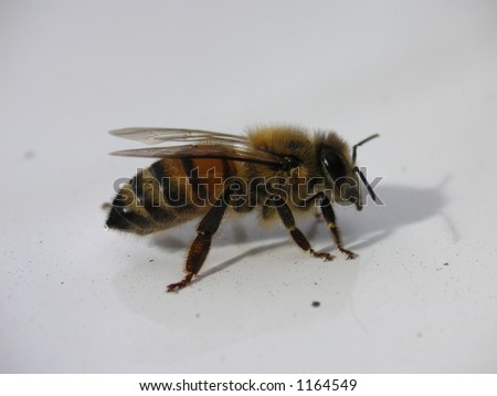 Bee Side Profile No flash
