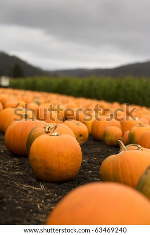 Pumpkin Farm at Half Moon Bay, CA