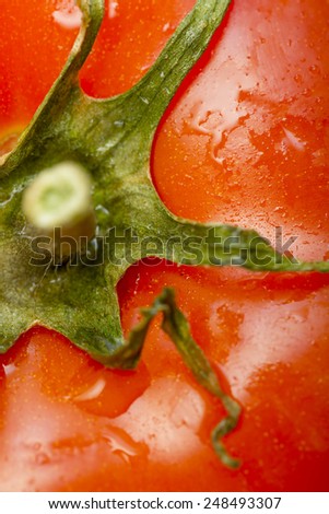 Close up of fresh organic red tomato with green stem and water droplets on skin