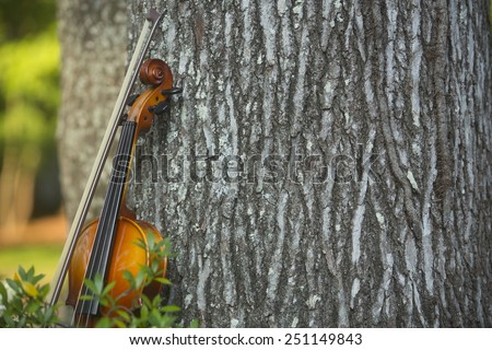Violin leaning on a sweet gum tree in a bed of gardenias. Macon, Georgia