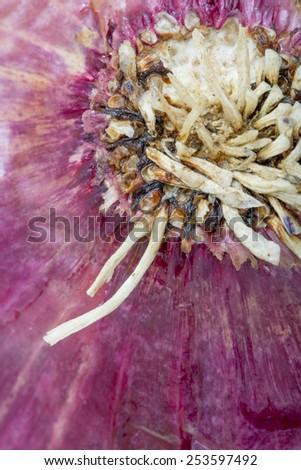 An extreme macro closeup of organic local purple whole raw onion
