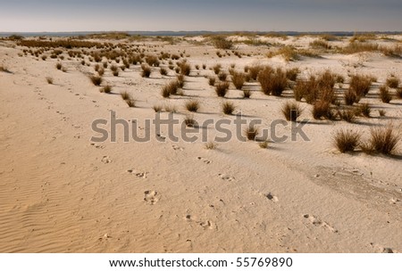 The Sand Dunes. St. George Island State Park, Florida.