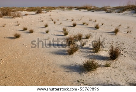 The Sand Dunes. St. George Island State Park, Florida.