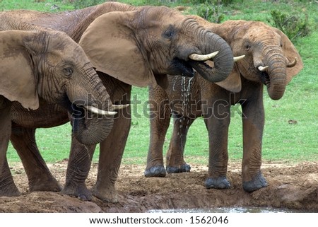 Three Young Elephant Bulls