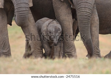 Baby Afrfican Elephant Calf between the legs of its mother and minders