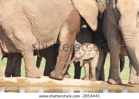 African Elephant calf amongst adults legs while trying to work out how to drink with the thing called a trunk !  During it's stay at the waterhole it never quite got it right.