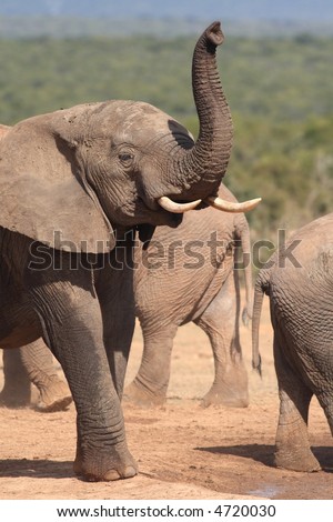 Bull Sniffing