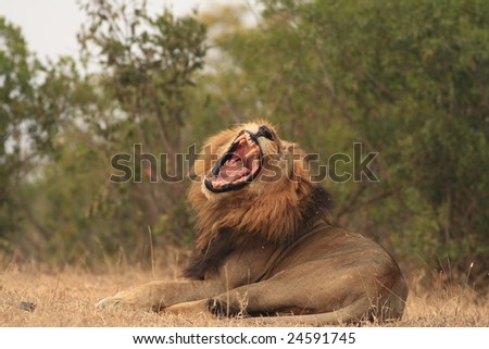 Roaring Lion(Panthera  leo)