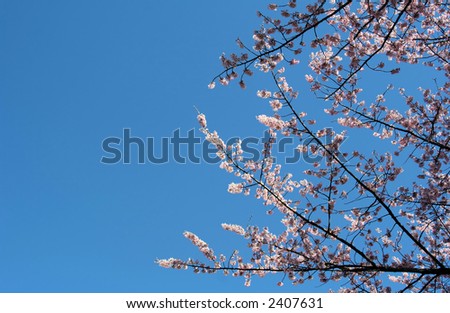 spring trees and flowers. stock photo : Spring Flowers