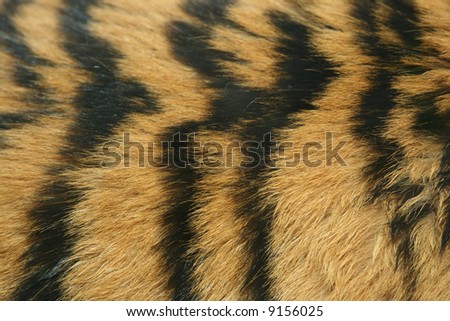 Fur Tiger