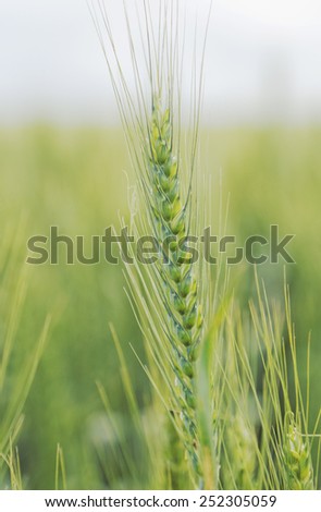 Wheat crop close-up