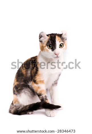 of a american curl cat on