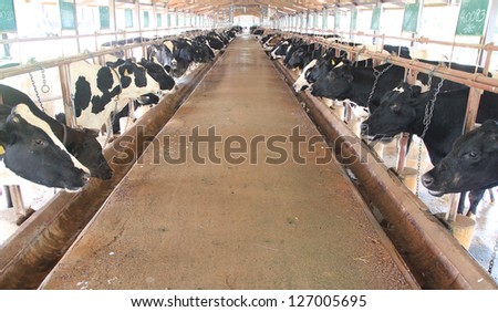 Milking cows in Modern farm