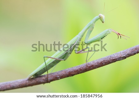 Praying Mantis on Tree branch, Macro close up mode.