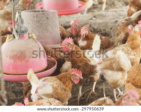 Hen,Chicken egg in farm.