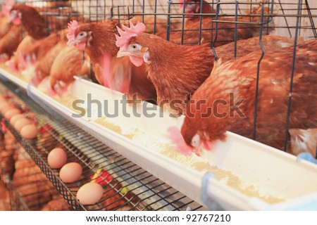 chicken hens eggs in farm