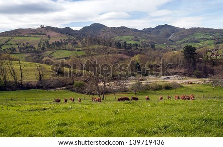 Asturian fields situated in the mountains of Asturias spain, you can see some the cattle and some trees in the background