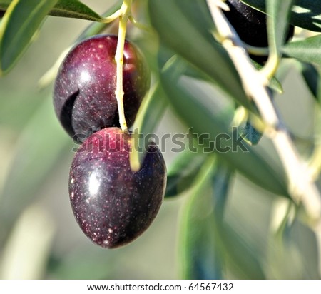 Olives hanging from tree branch