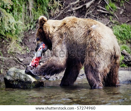 Grizzly Bear Eating A Salmon At Brooks Falls On The In ...