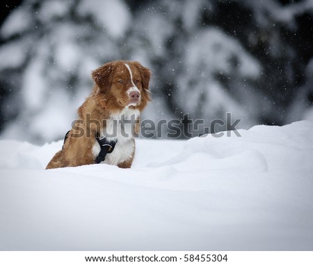 A sk patrol dog at work at Steven\'s Pass Ski area outside Seattle, Washington