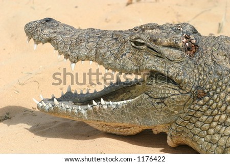 Crocodile Mouth Open