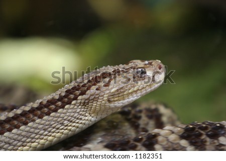 Neo-Tropical Rattlesnake Close Up Of Head Stock Photo 1