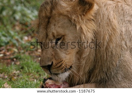 Lions Eating Meat