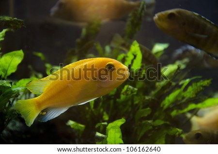 Diversity of fish in a beautiful tank