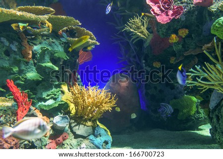 Coral reefs are underwater structures made from calcium carbonate secreted by corals. Coral reefs are colonies of tiny animals found in marine waters that contain few nutrients.