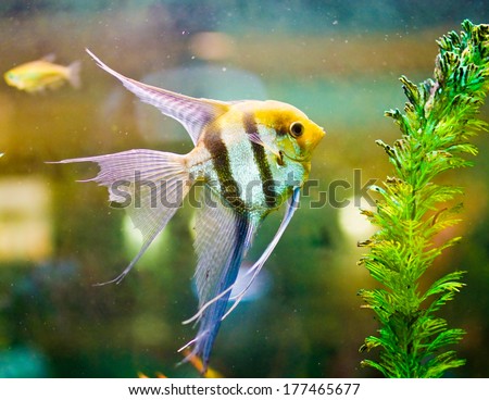 Colorful scalari fish in a tank