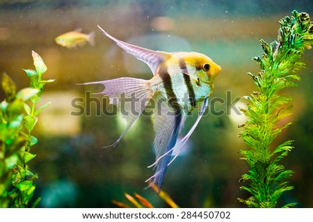 Aquarium Scalare fish floating in the water between plants. Pterophyllum scalare, also referred to as angelfish or freshwater angelfish, is the most common species of Pterophyllum held in captivity