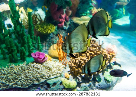 Details of fauna in the Coral Reef seen in Ripley\'s Aquarium. Coral reefs are underwater structures made from calcium carbonate secreted by corals.