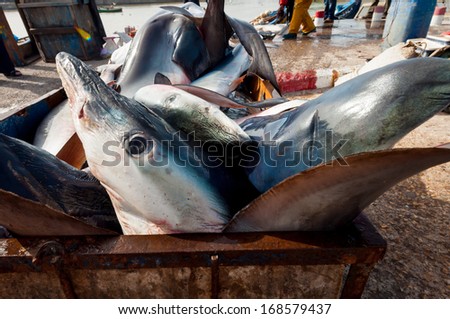 ESSAOUIRA, MOROCCO - MARCH 21, 2011: A group of sharks in a trailer after being landed at the Moroccan port of Essaouira.