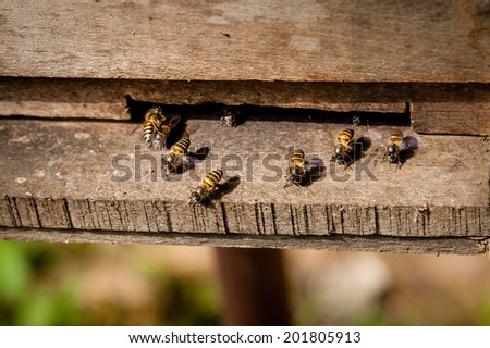 Honey Bees coing out of a hive.
