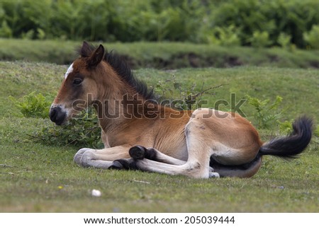 A New Forest Pony foal, near Romsey, Hampshire, UK.