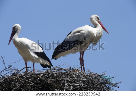 A pair of White Stork on their nest platform, back-to-back. Castro Verde, Portugal.