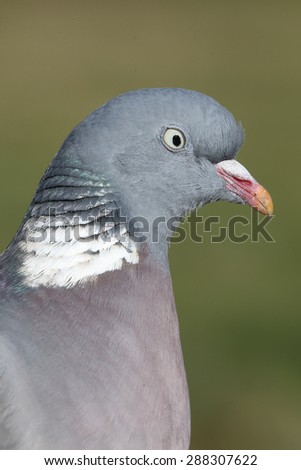 Common Wood Pigeon (Columba palumbus) head shot, Gloucestershire, England, UK.
